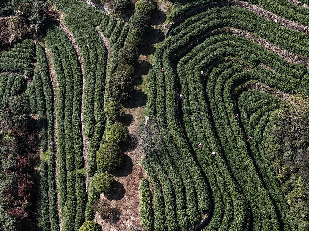 3月10日，在武義縣更香有機茶園內，採茶工在採摘今年首批春茶（無人機照片）。
