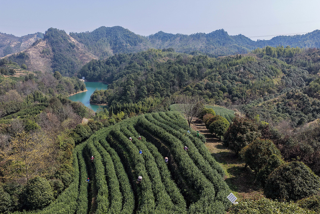 3月10日，在武義縣更香有機茶園內，採茶工在採摘今年首批春茶（無人機照片）。