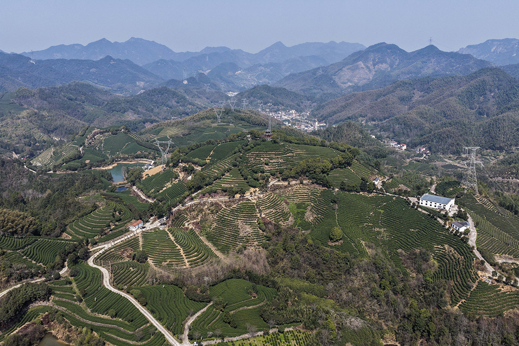 3月10日拍攝的武義縣有機茶園（無人機照片）。