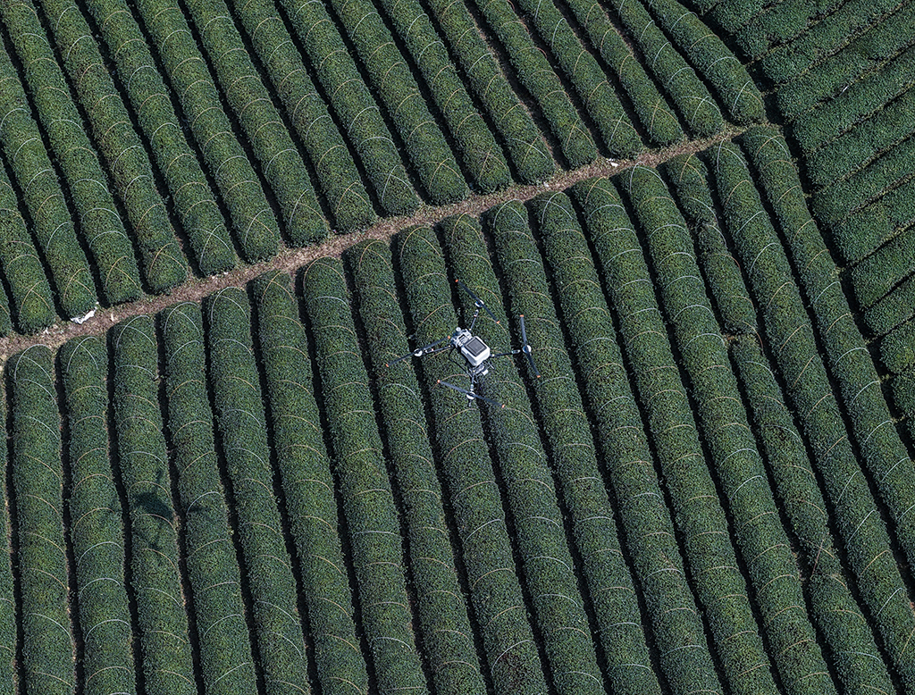 3月10日，農用無人機在武義熟水茶業有限公司的茶園內施肥（無人機照片）。