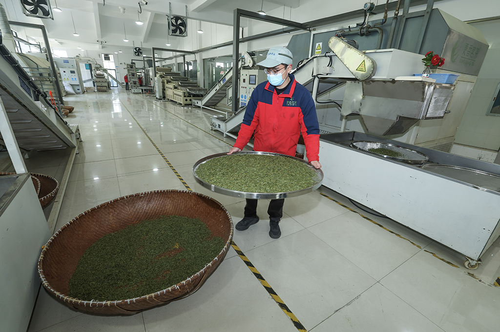 3月10日,在武义县更香有机茶业开发有限公司的生产车间内,自动化流水线在加工首批春茶。