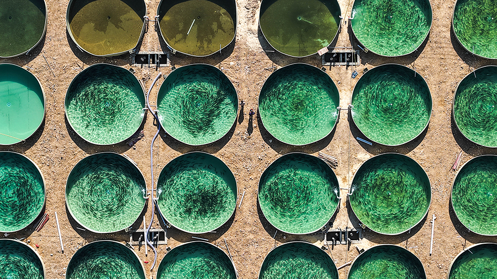 這是3月10日拍攝的貴州省岑鞏縣淡水漁業基地養殖場景（無人機照片）。