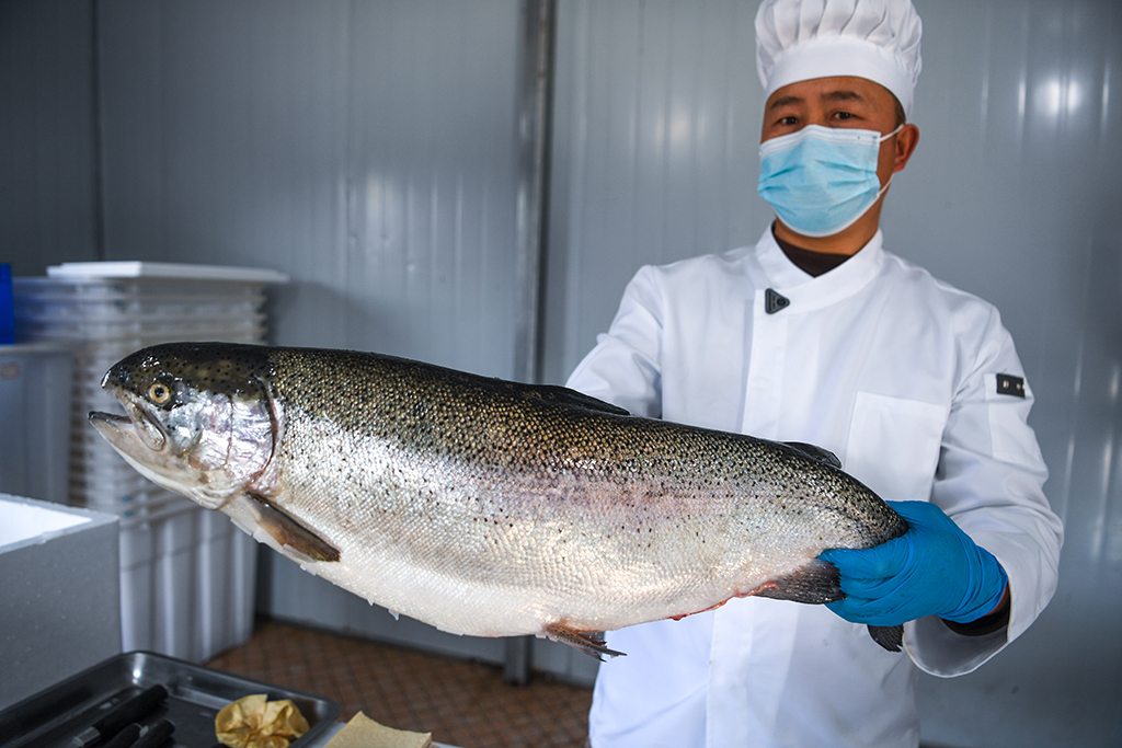 3月10日,工人在貴州省岑鞏縣淡水漁業基地展示一條三文魚。