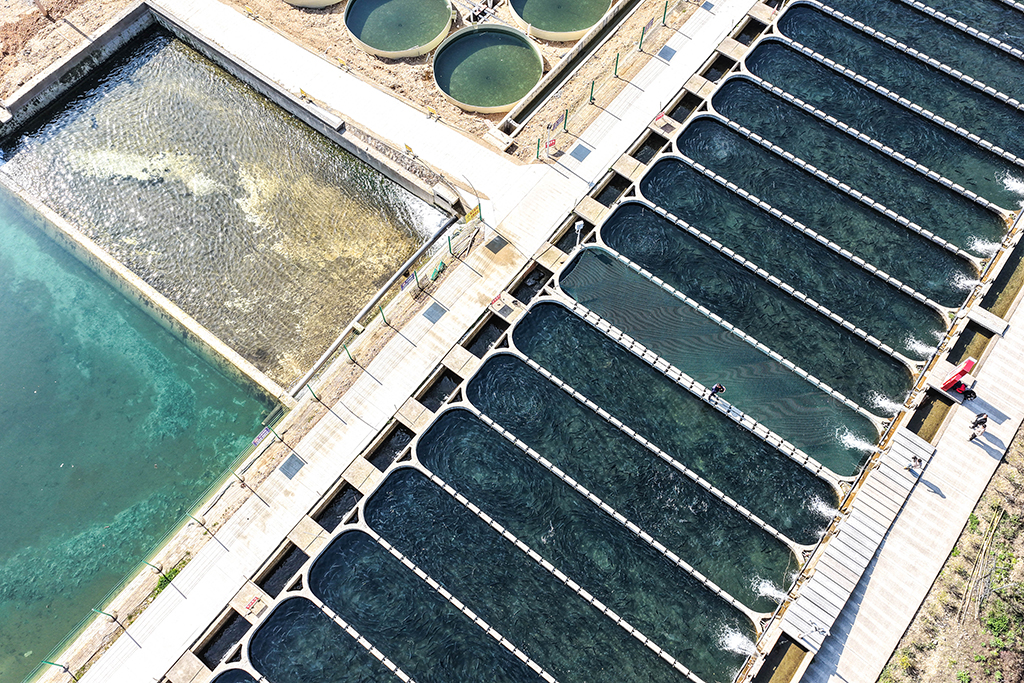 這是3月10日拍攝的貴州省岑鞏縣淡水漁業基地養殖場景（無人機照片）。