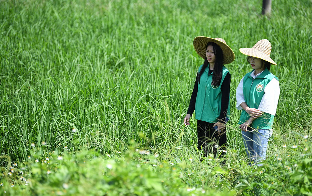 2023年9月18日，在廣州市增城區石灘鎮石湖村一處農田，沈燕芬（右）和妹妹沈笑芬查看禾苗長勢。新華社記者 鄧華 攝