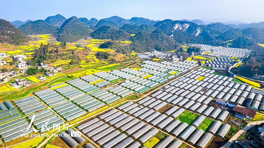 2026年3月11日,航拍貴州省黔西市雨朵鎮特色產業聖女果種植基地。