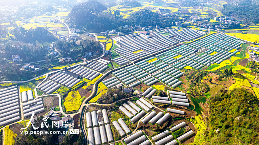 2026年3月11日,航拍贵州省黔西市雨朵镇特色产业圣女果种植基地。
