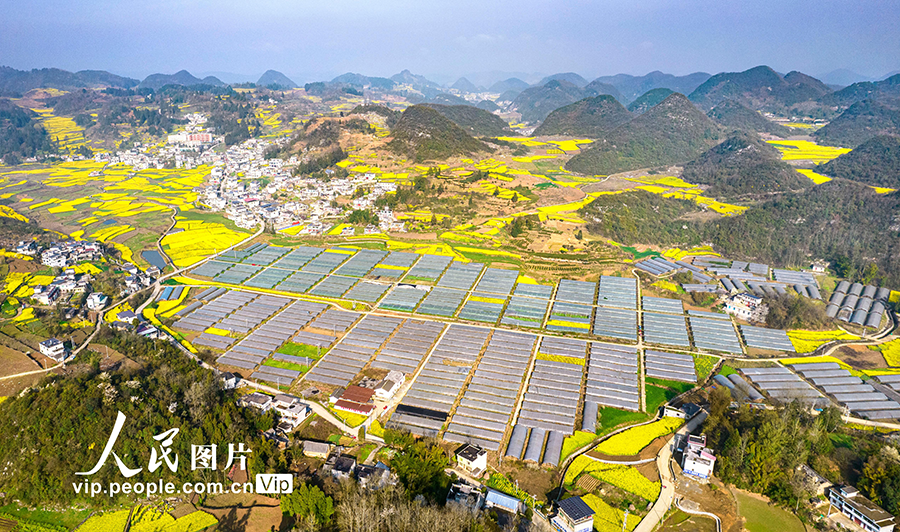 2026年3月11日，航拍贵州省黔西市雨朵镇特色产业圣女果种植基地。
