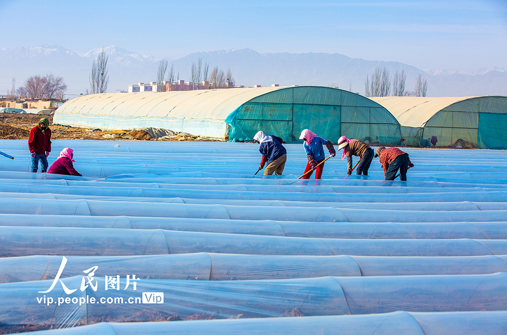 甘肃张掖：搭建小拱棚【3】