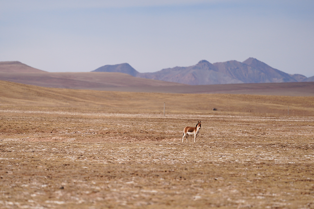 3月10日，在青海省果洛藏族自治州玛多县境内的黄河源地区，一只藏野驴在觅食。新华社记者 李占轶 摄