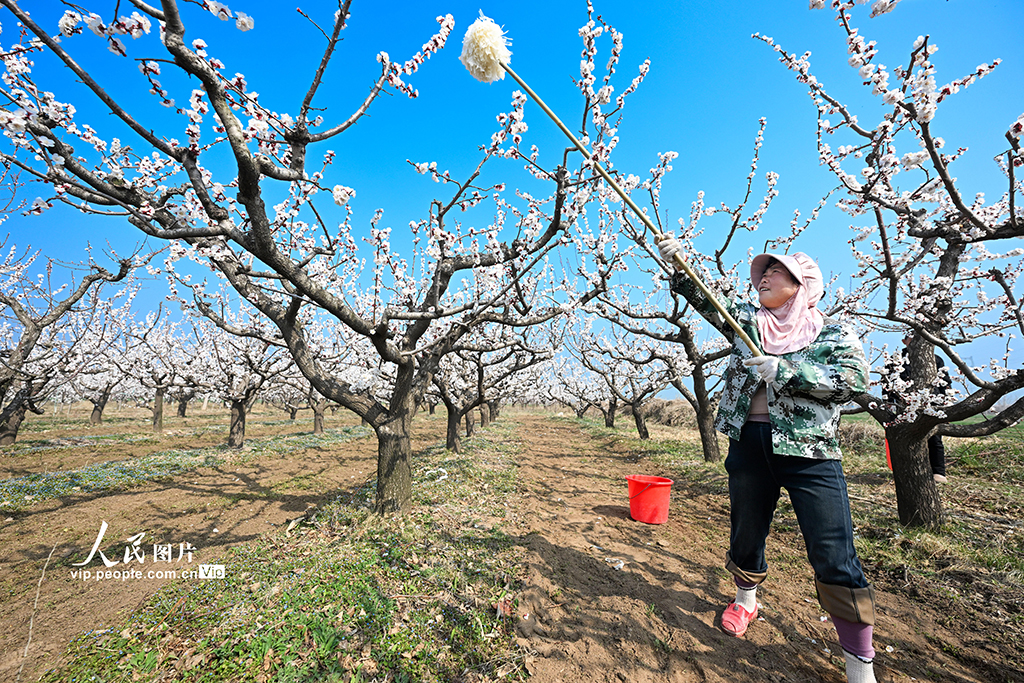 山西永濟:人工授粉忙【3】