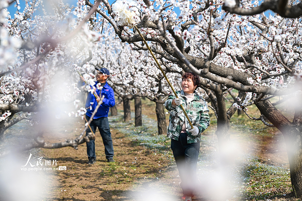 山西永濟：人工授粉忙【4】
