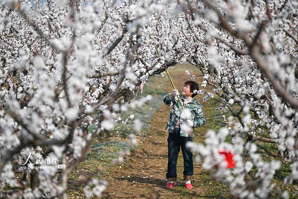 山西永濟:人工授粉忙【2】
