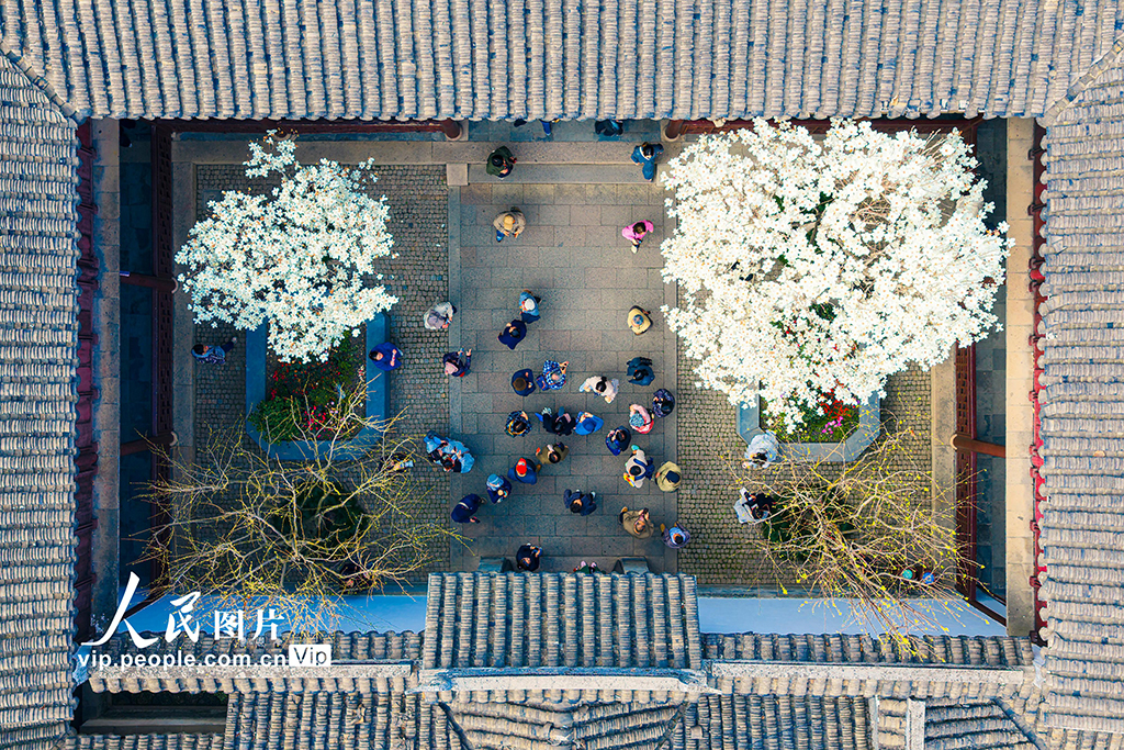 江蘇蘇州：耦園玉蘭花盛開春色濃【2】