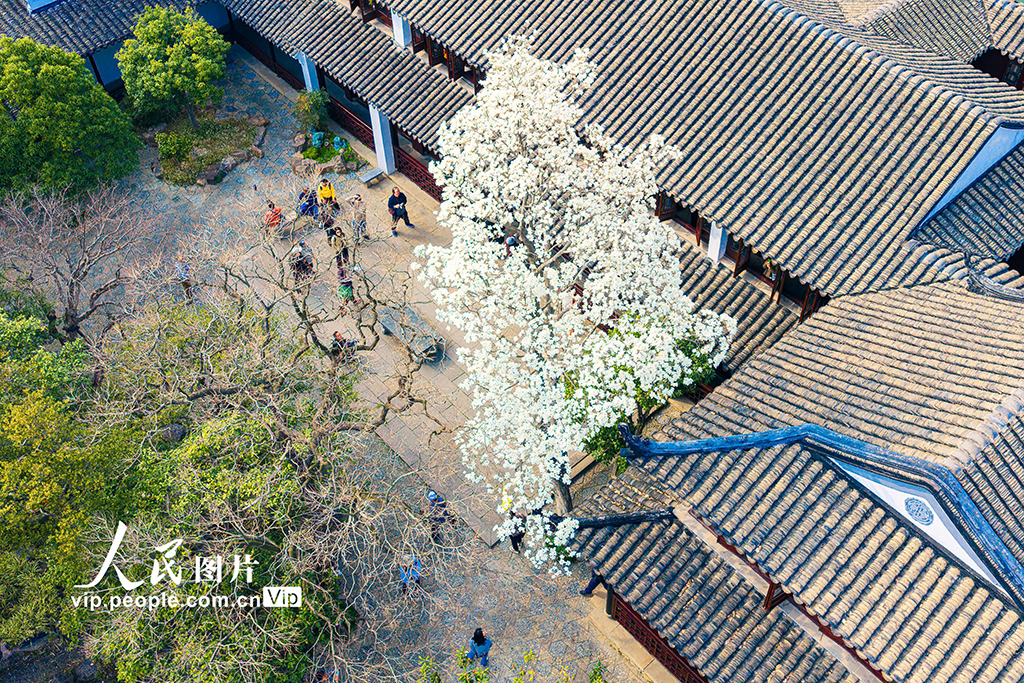 江蘇蘇州:耦園玉蘭花盛開春色濃【3】