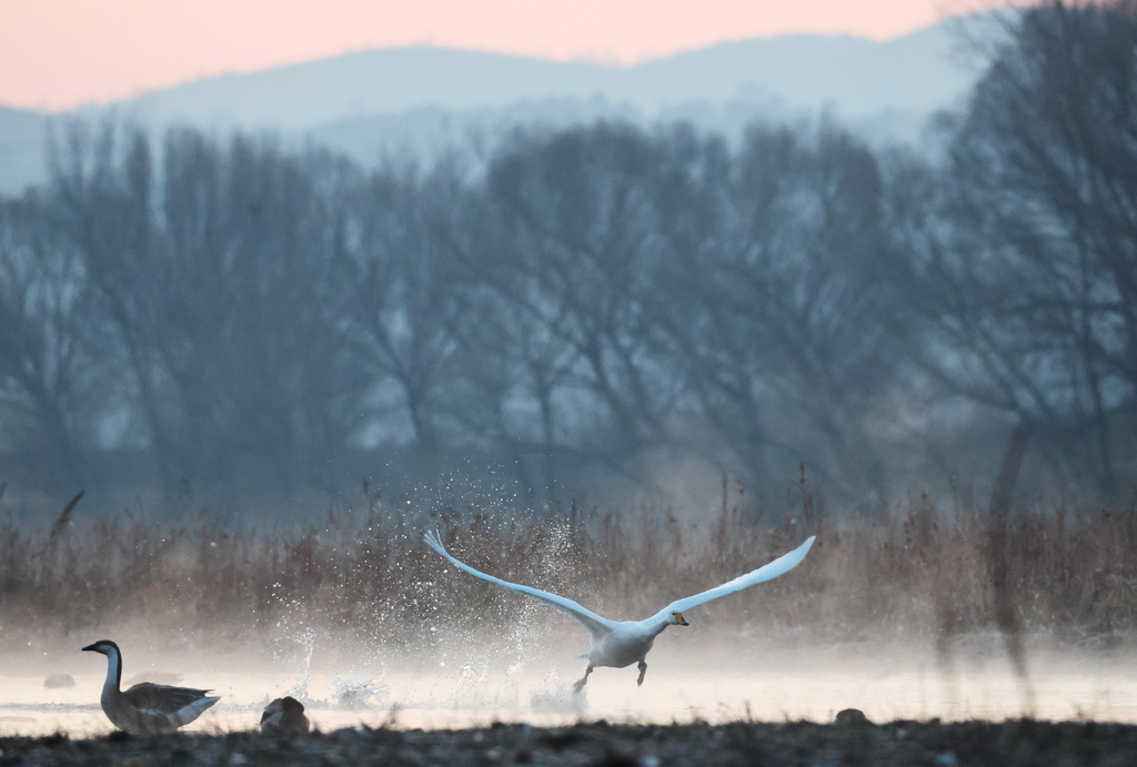 3月12日，天鹅在辽宁省北票市红村天鹅湾飞翔。新华社记者 李钢 摄