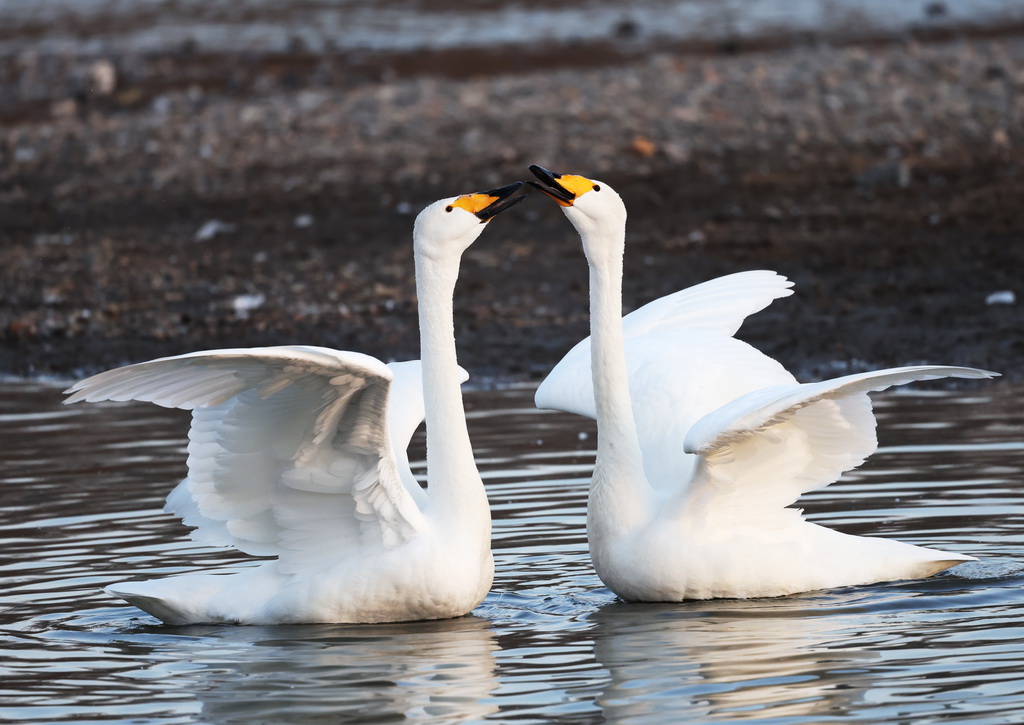 3月11日，天鹅在辽宁省北票市红村天鹅湾栖息。新华社记者 李钢 摄
