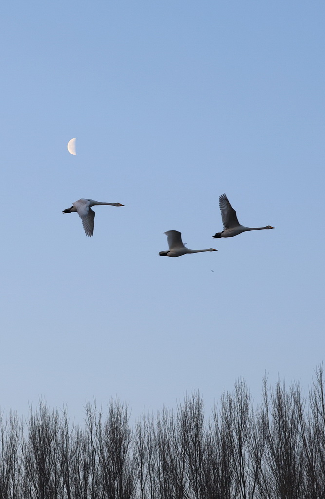 3月12日，在辽宁省北票市红村天鹅湾，天鹅在空中飞翔。新华社记者 韩赫 摄