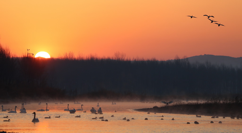 3月12日，天鹅在辽宁省北票市红村天鹅湾栖息。新华社记者 韩赫 摄