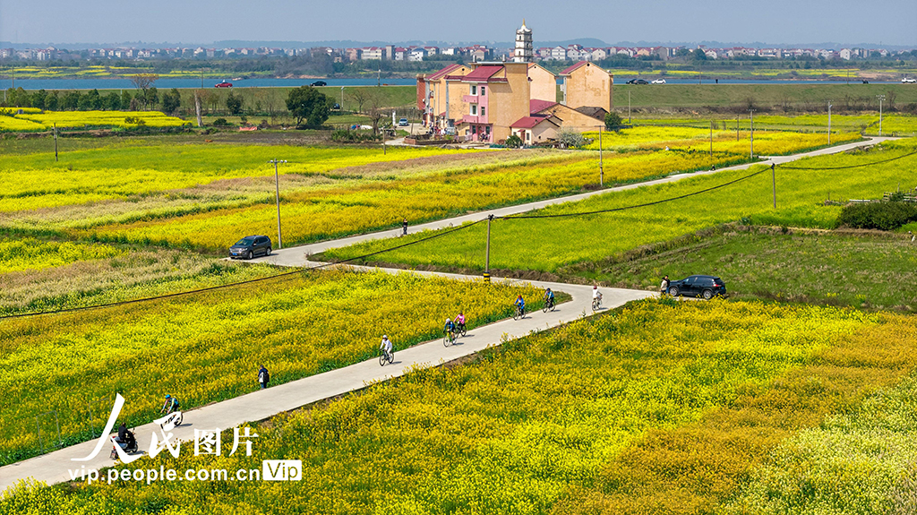 江西樟树:油菜花开引客来【4】