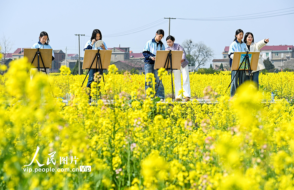 江西樟树:油菜花开引客来【3】