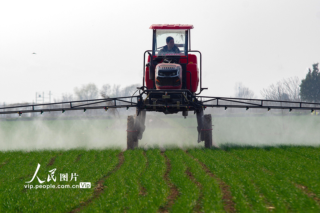 河北鸡泽：小麦管护忙【4】