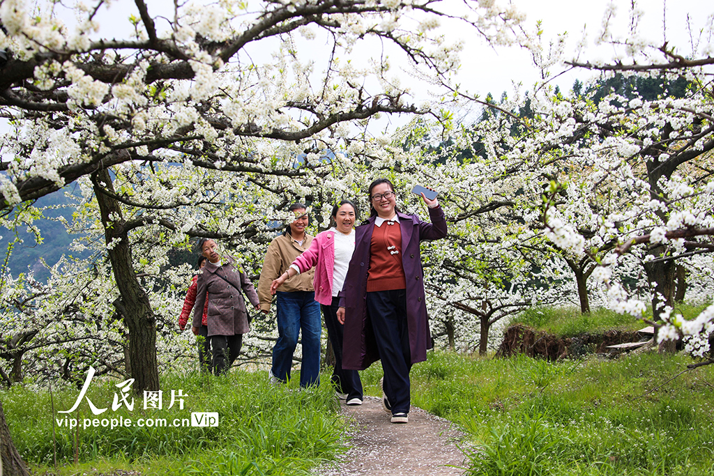 四川宣汉:以“花”为媒 乐游乡村【3】