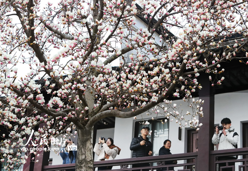 玉蘭花開春滿園 姑蘇賞春赴此間【2】
