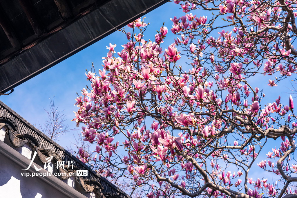 玉蘭花開春滿園 姑蘇賞春赴此間【11】