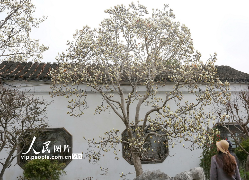 玉兰花开春满园 姑苏赏春赴此间【8】