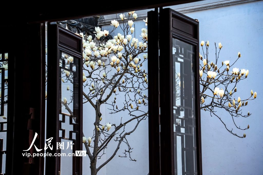 玉蘭花開春滿園 姑蘇賞春赴此間【17】