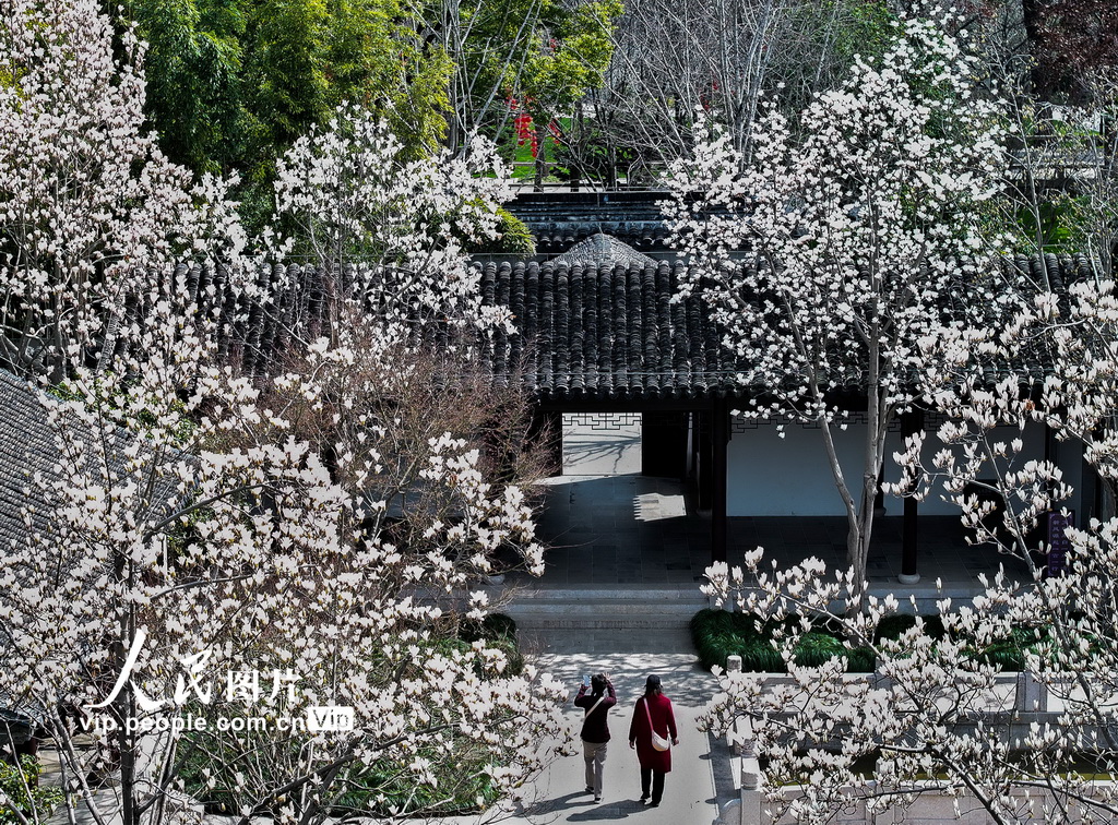 玉兰花开春满园 姑苏赏春赴此间【18】