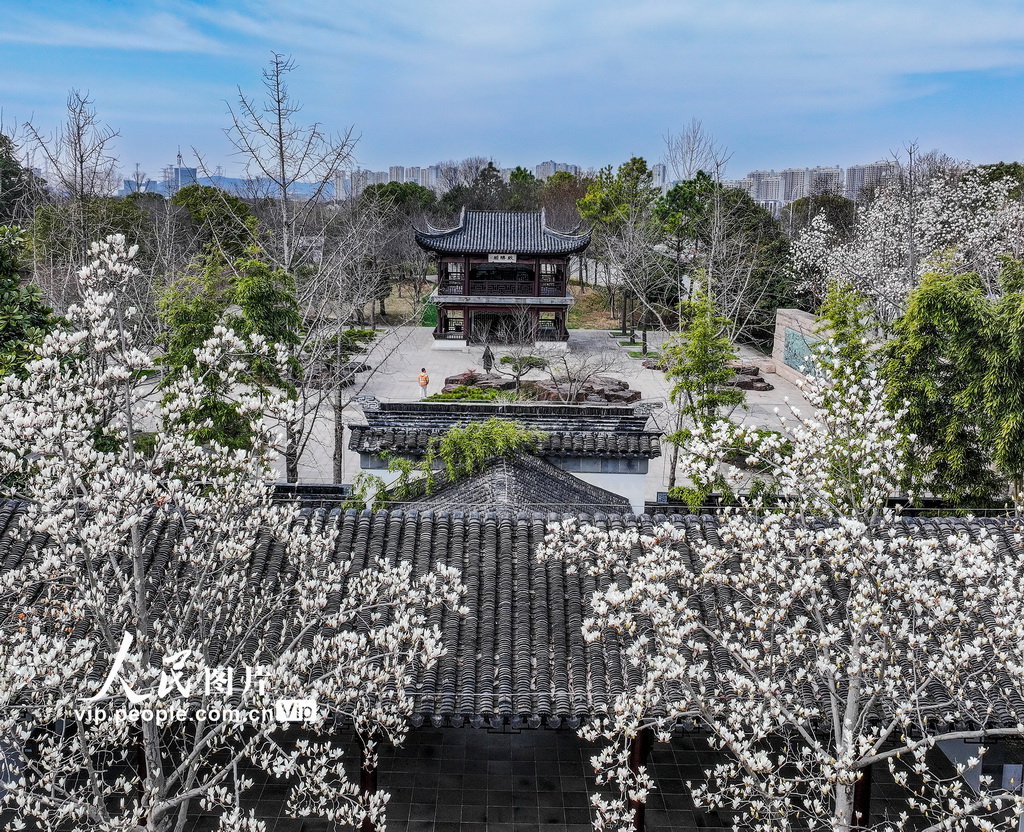 玉兰花开春满园 姑苏赏春赴此间【16】