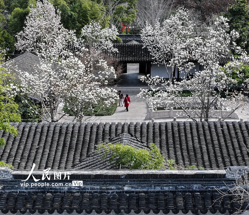 玉兰花开春满园 姑苏赏春赴此间【19】