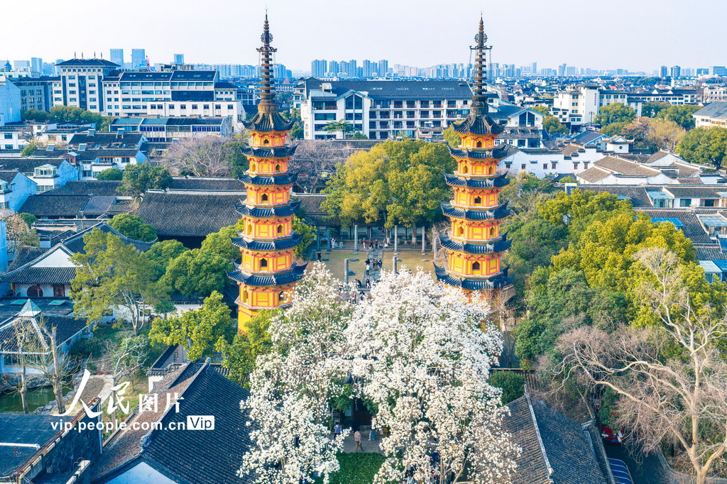 玉蘭花開春滿園 姑蘇賞春赴此間【21】
