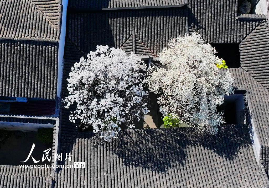 玉兰花开春满园 姑苏赏春赴此间【25】