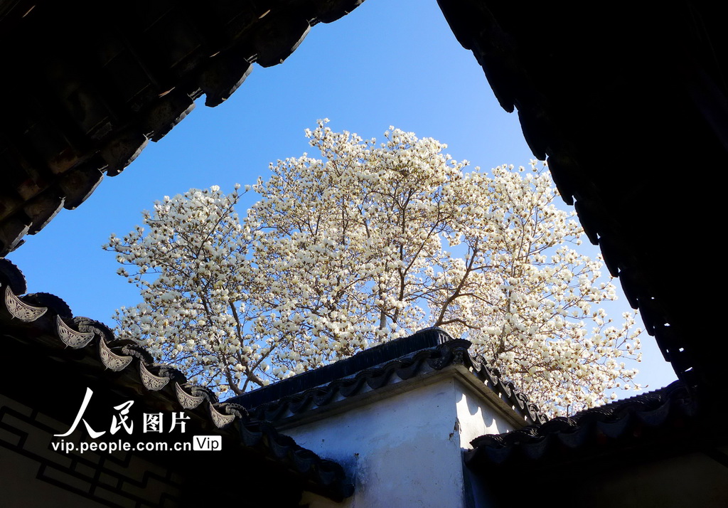 玉兰花开春满园 姑苏赏春赴此间【26】