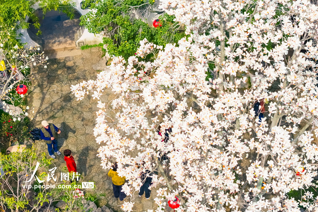 玉兰花开春满园 姑苏赏春赴此间【32】