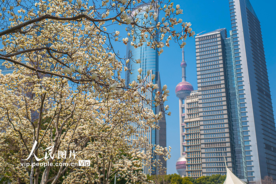 2026年3月13日，上海，陆家嘴中心绿地，白玉兰绽放，与东方明珠相映成景。