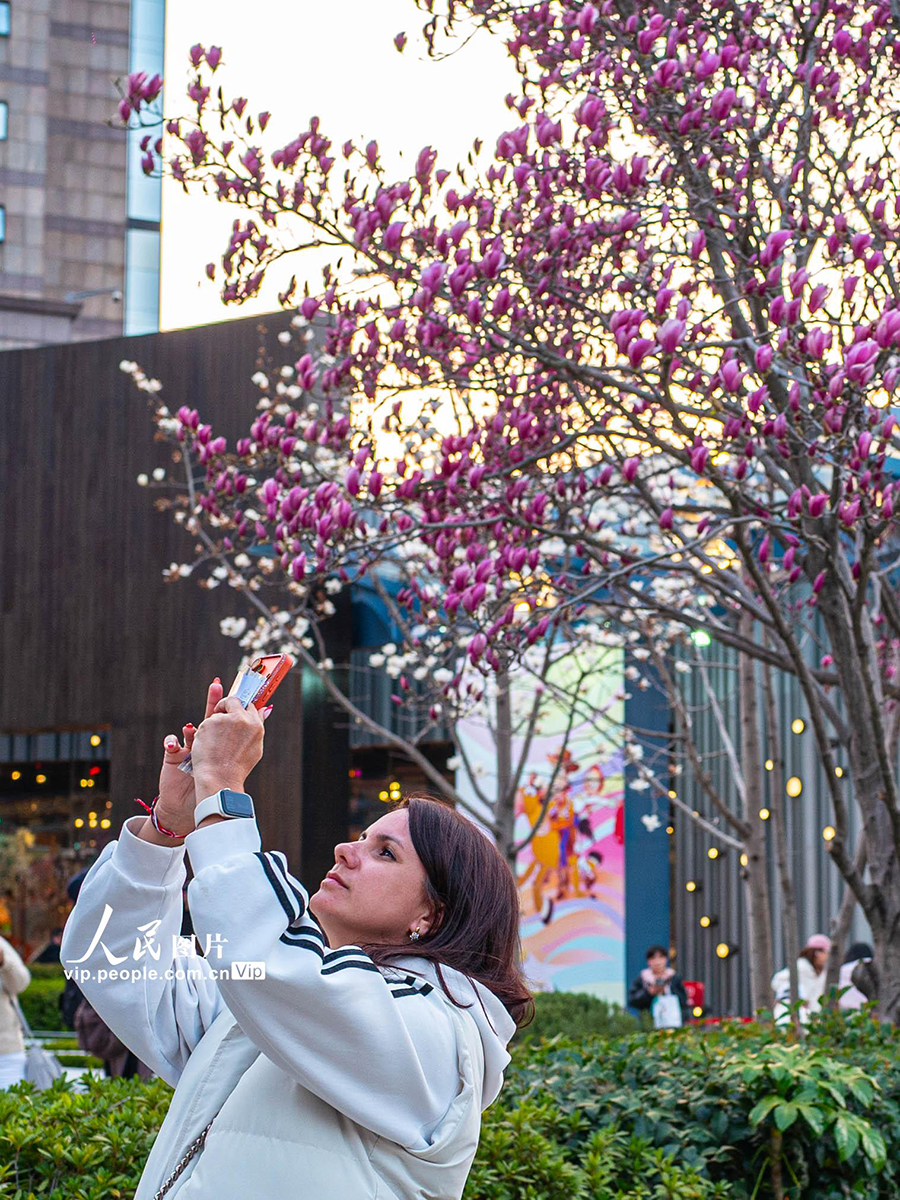 2026年3月13日，上海，陆家嘴环岛，外国游客在拍摄玉兰。