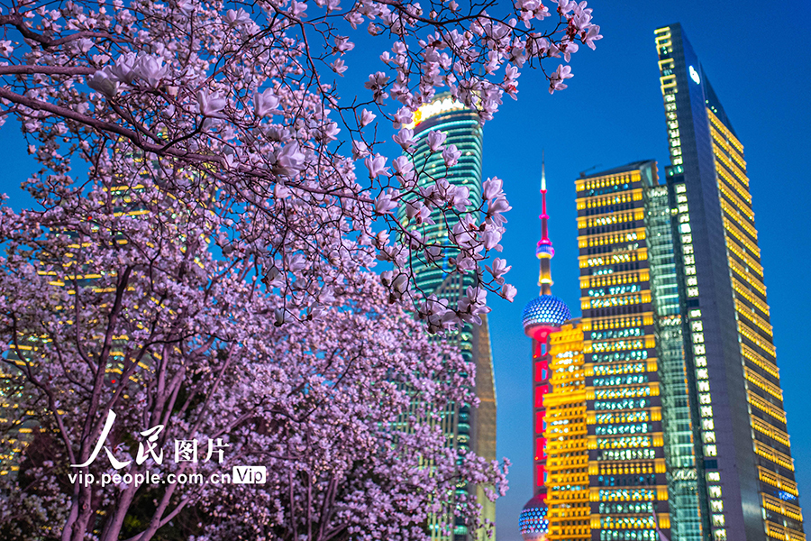 2026年3月13日，上海，陆家嘴中心绿地，白玉兰绽放，与东方明珠相映成景。