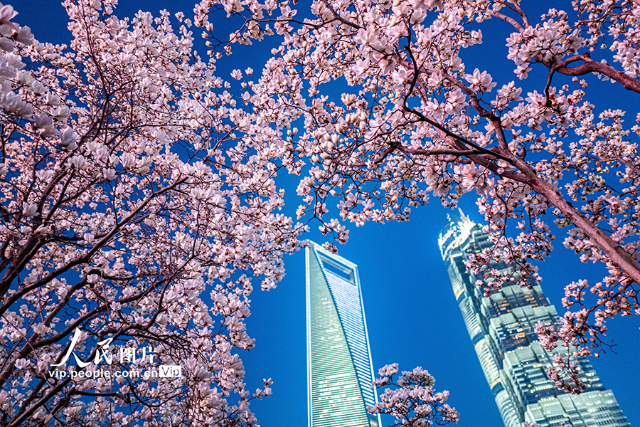 2026年3月13日,上海,陆家嘴中心绿地,白玉兰绽放,与环球金融中心、金茂大厦等地标建筑相映成景。