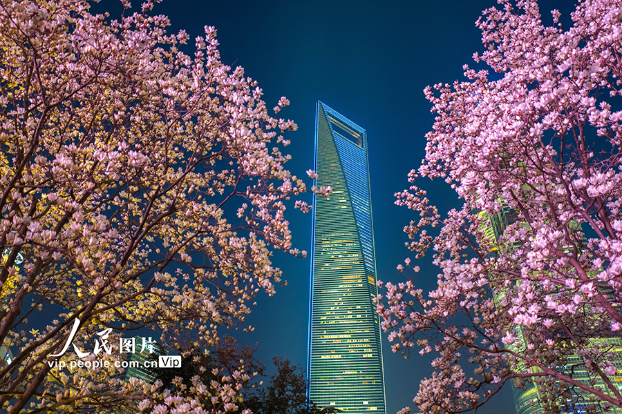 2026年3月13日，上海，陆家嘴中心绿地，白玉兰绽放，与环球金融中心相映成景。