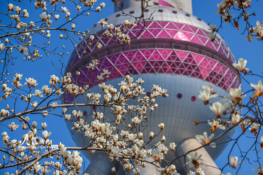 2026年3月13日，上海，陆家嘴环岛，白玉兰绽放，与东方明珠相映成景。