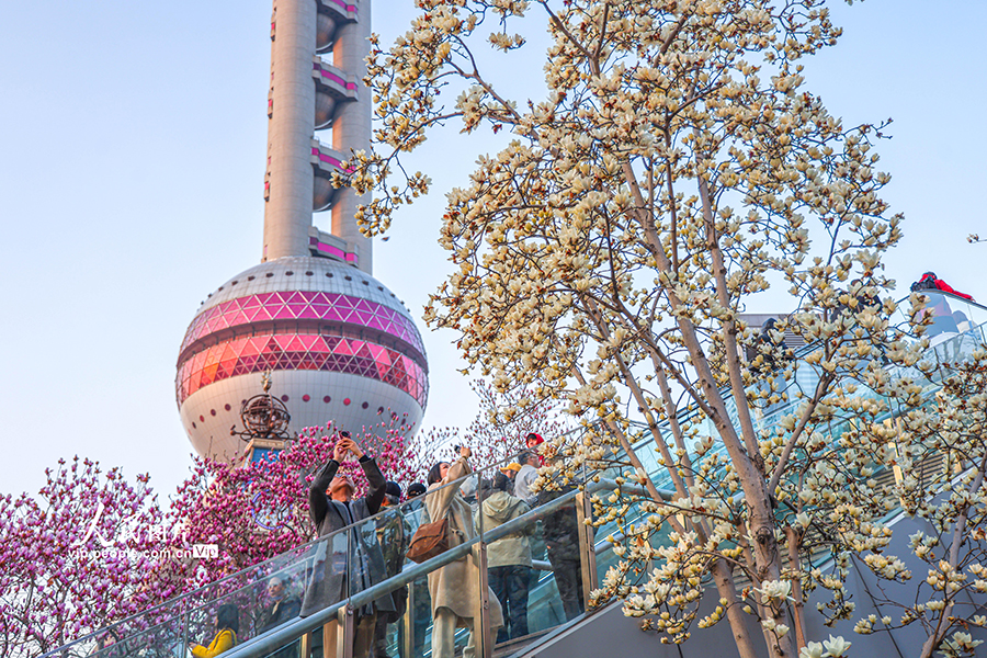 2026年3月13日，上海，陆家嘴环岛，市民游客在拍摄玉兰。