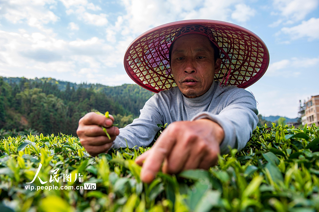 贵州从江:春茶开采【5】