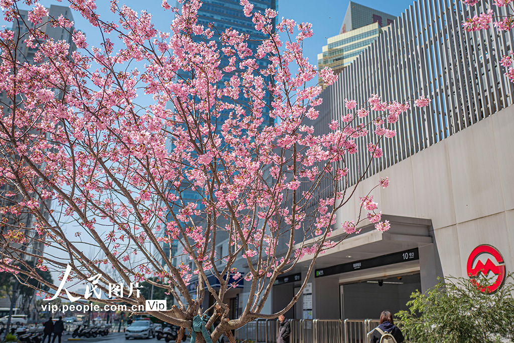 上海:陸家嘴現“櫻花車站”【3】