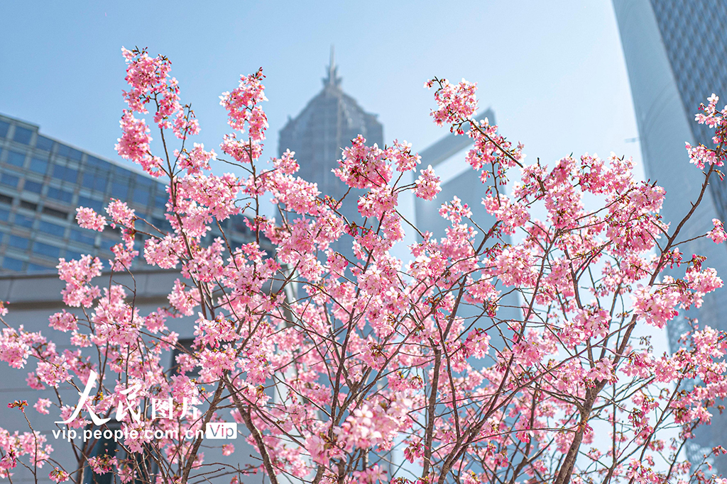 上海:陸家嘴現“櫻花車站”【4】