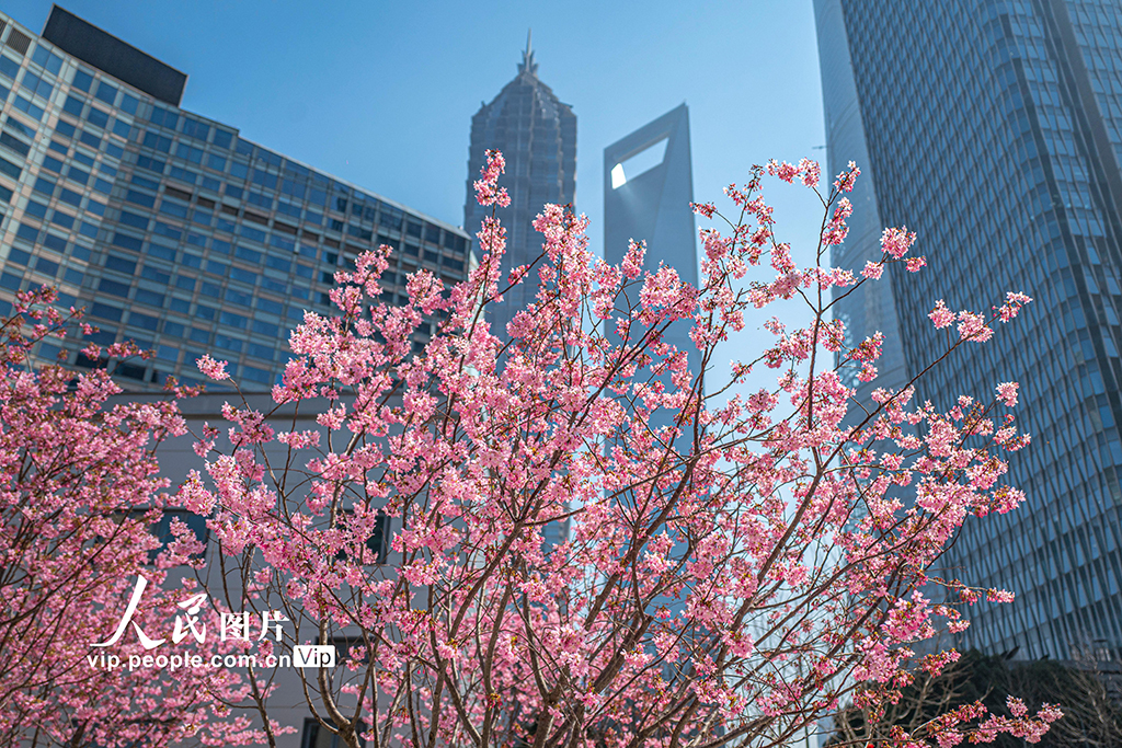 上海:陸家嘴現“櫻花車站”【2】