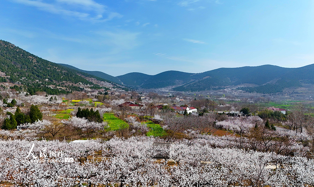 安徽淮北:杏花开 游客来【2】